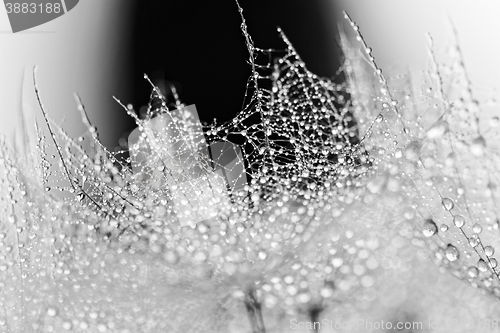 Image of Plant seeds with water drops