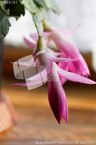 Image of Christmas cactus