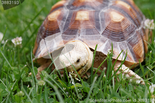 Image of African Spurred Tortoise