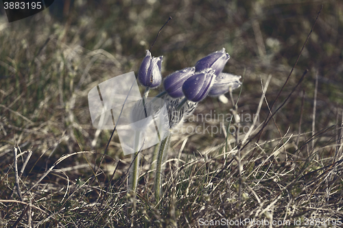 Image of Purple flower