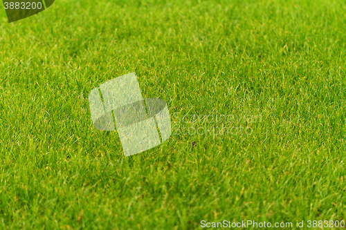 Image of Green grass