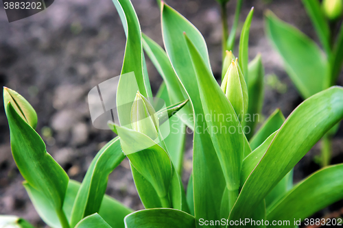 Image of Buds and green leaves tulips