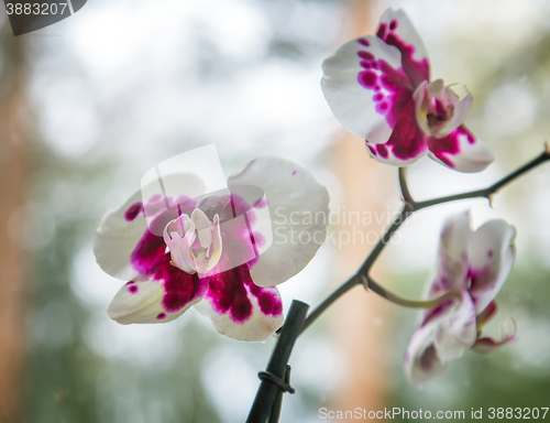 Image of A branch of a blossoming Orchid.