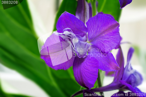 Image of Beautiful flower with purple petals closeup.