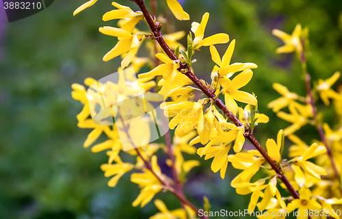 Image of A branch of a blossoming in the garden forsythia .g