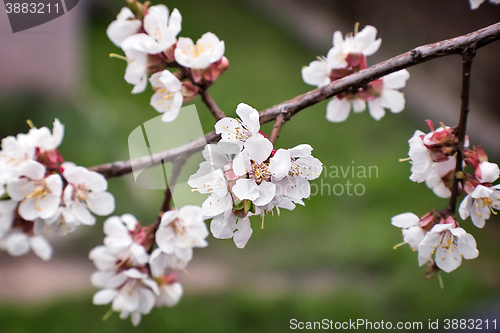 Image of Branch of a blossoming apricot tree.