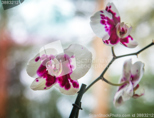 Image of A branch of a blossoming Orchid.