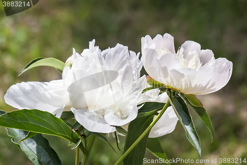 Image of Blossoming white peony among green leaves
