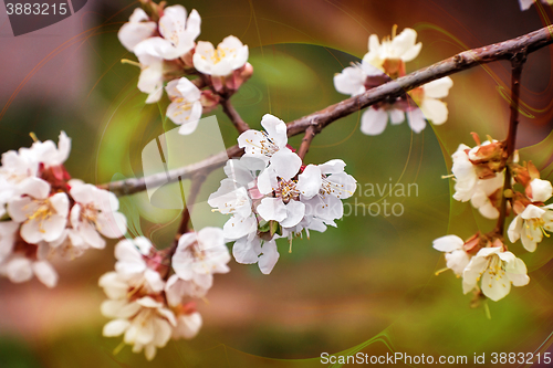 Image of Branch of a blossoming apricot tree.