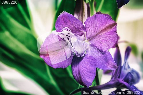 Image of Beautiful flower with purple petals closeup.