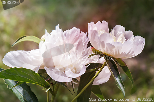 Image of Blossoming white peony among green leaves