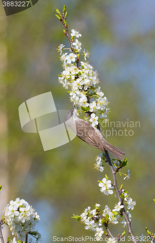 Image of Llesser whitethroat (Sylvia curruca) and flowering fruit tree