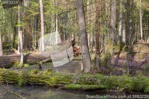 Image of Spring landscape of old forest and broken trees