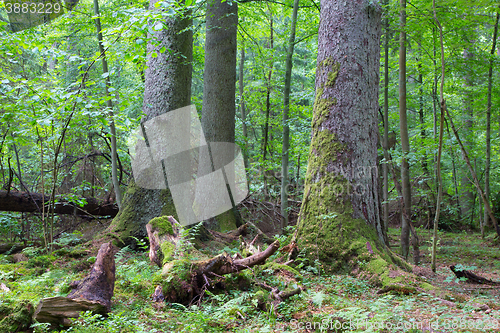 Image of Group of old spruces inside deciduous stand