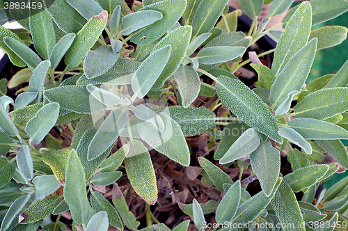 Image of Garden sage plant leaves