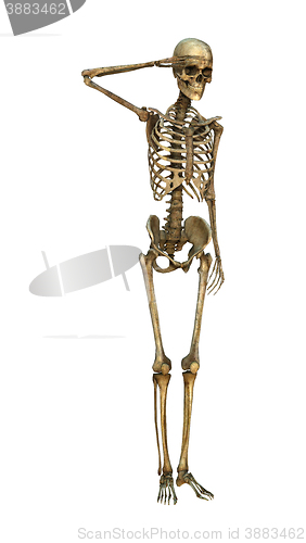 Image of 3D Illustration Human Skeleton on White