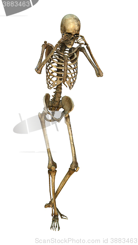 Image of 3D Illustration Human Skeleton on White