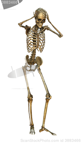 Image of 3D Illustration Human Skeleton on White