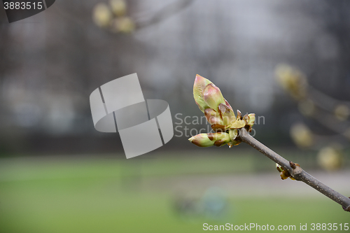 Image of chestnut bud on a branch