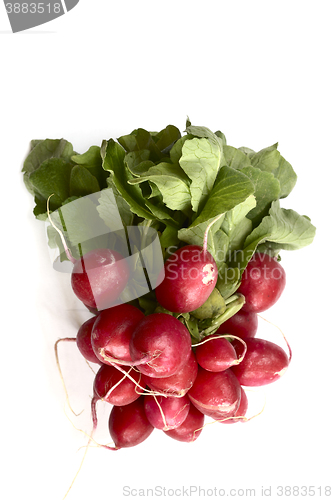 Image of bunch of fresh radish on a neutral background  