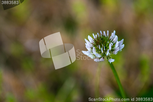 Image of White clover (Trifolium repens, var. repens)