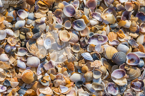 Image of Background of multicolored small seashells