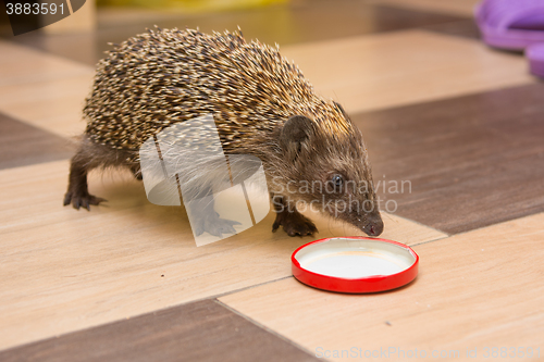 Image of Hedgehog climbed into the house and found a cap with milk