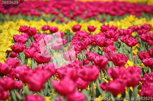 Image of Spring meadow with pink and yellow tulips