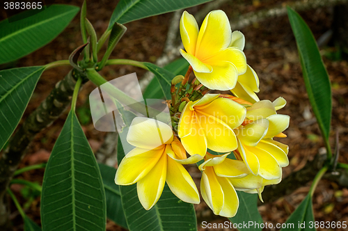 Image of yellow tropical plumeria flowers in bloom