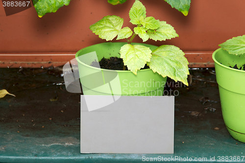 Image of grey card photographing plants