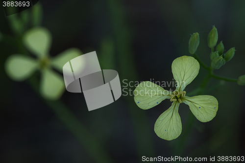 Image of Winter Cress (Barbarea verna)