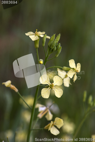 Image of field mustard