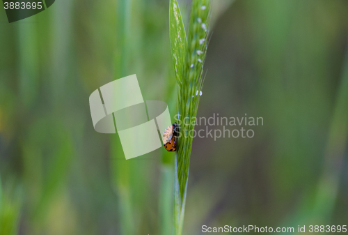 Image of Ladybug