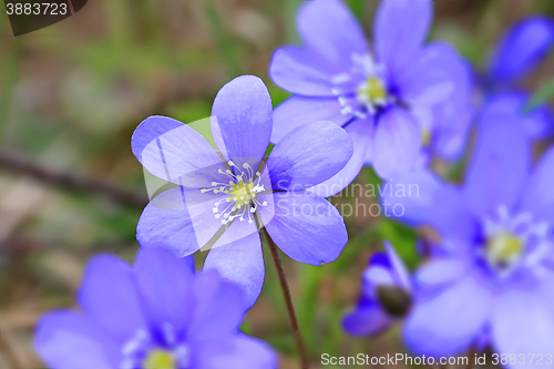 Image of Flowers of Hepatica Nobilis