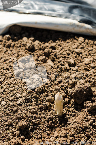 Image of Asparagus head shoots above the soil