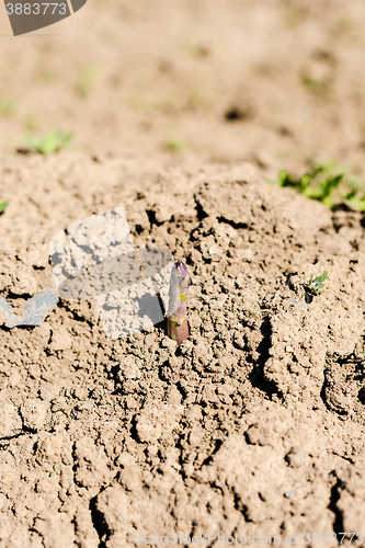 Image of Asparagus head shoots above the soil