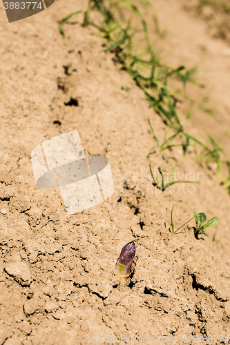 Image of Asparagus head shoots above the soil