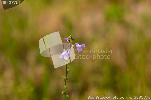 Image of Blue Toadflax