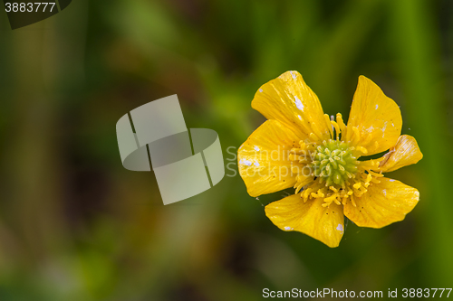 Image of St. Anthony's Turnip (Ranunculus bulbosus)