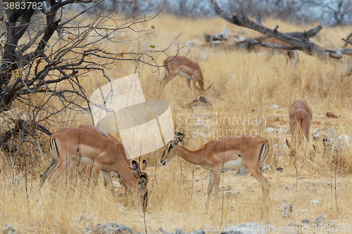 Image of herd of Impala antelope in savanna