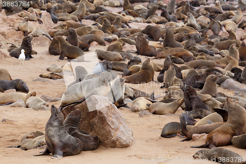 Image of sea lions in Cape Cross, Namibia, wildlife