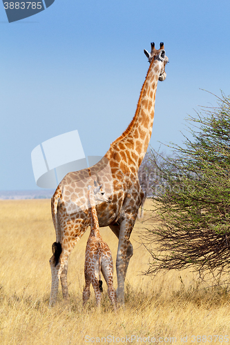 Image of adult female giraffe with calf