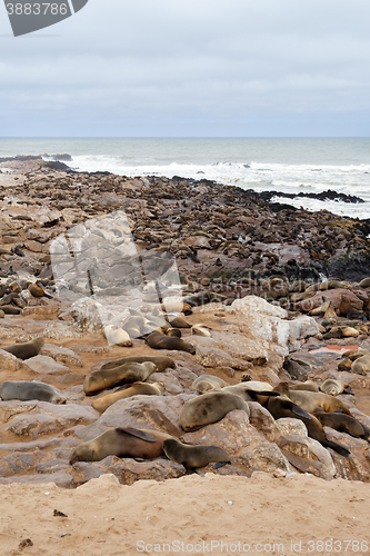 Image of sea lions in Cape Cross, Namibia, wildlife