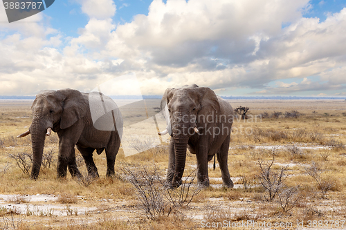 Image of big african elephants on Etosha national park