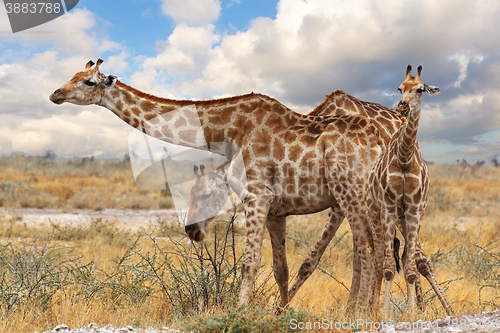 Image of giraffe with calf grazzing