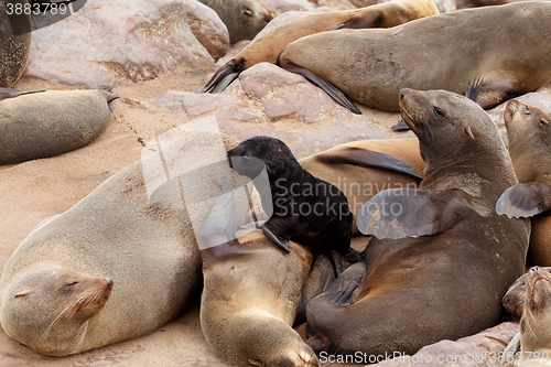 Image of Small sea lion baby in Cape Cross