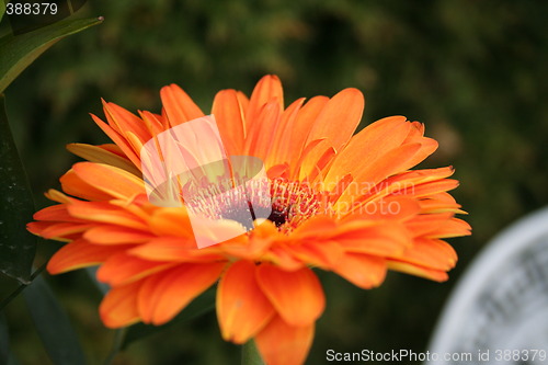 Image of Gerbera in profile