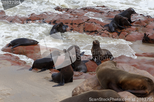 Image of sea lions in Cape Cross, Namibia, wildlife
