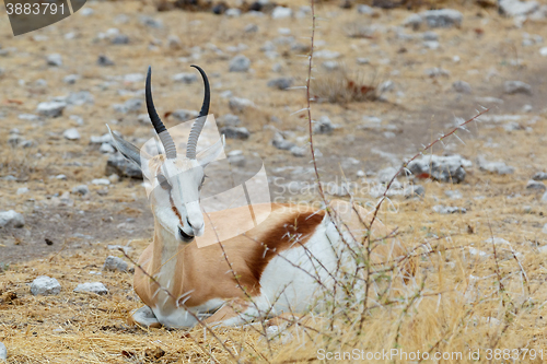 Image of resting Springbok Antidorcas marsupialis