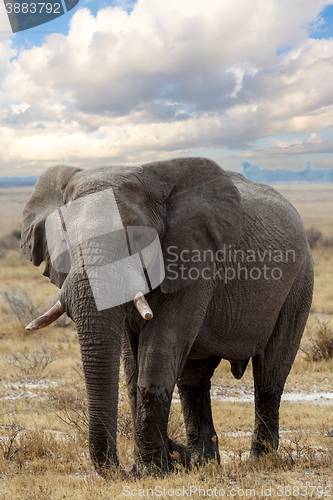 Image of big african elephants on Etosha national park